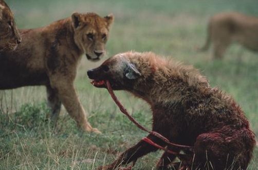 一隻鬣狗遇到獅群圍攻，竟然啃噬自己的腸子。圖取自reddit