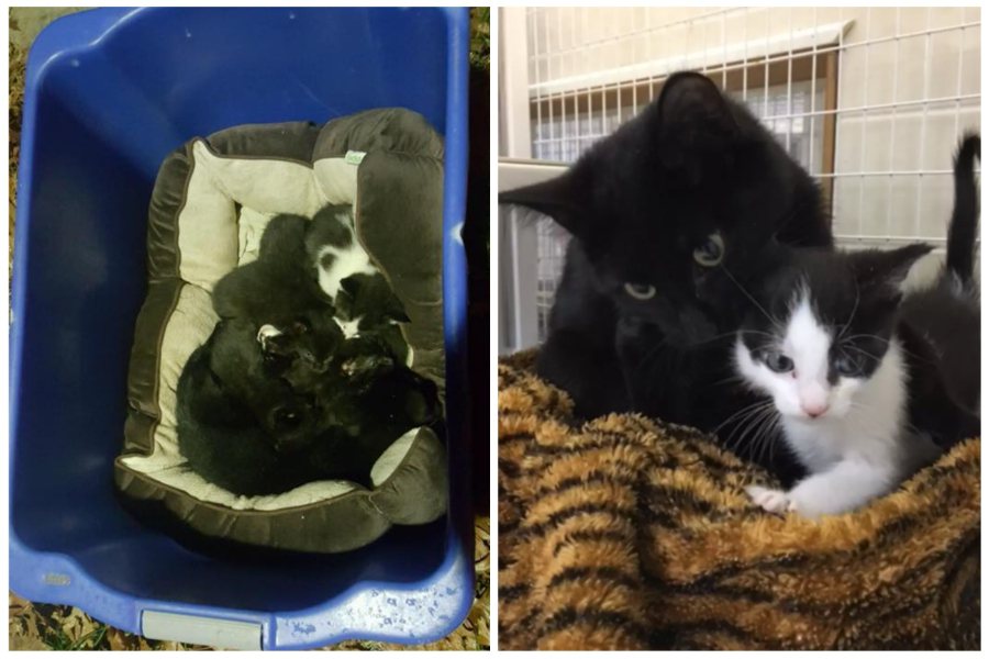 動保組織在路邊救援了一窩被棄養的貓母子，帶回檢查後發現窩裡陪伴照顧的黑貓並不是這群幼貓的「媽媽」。圖取自臉書
