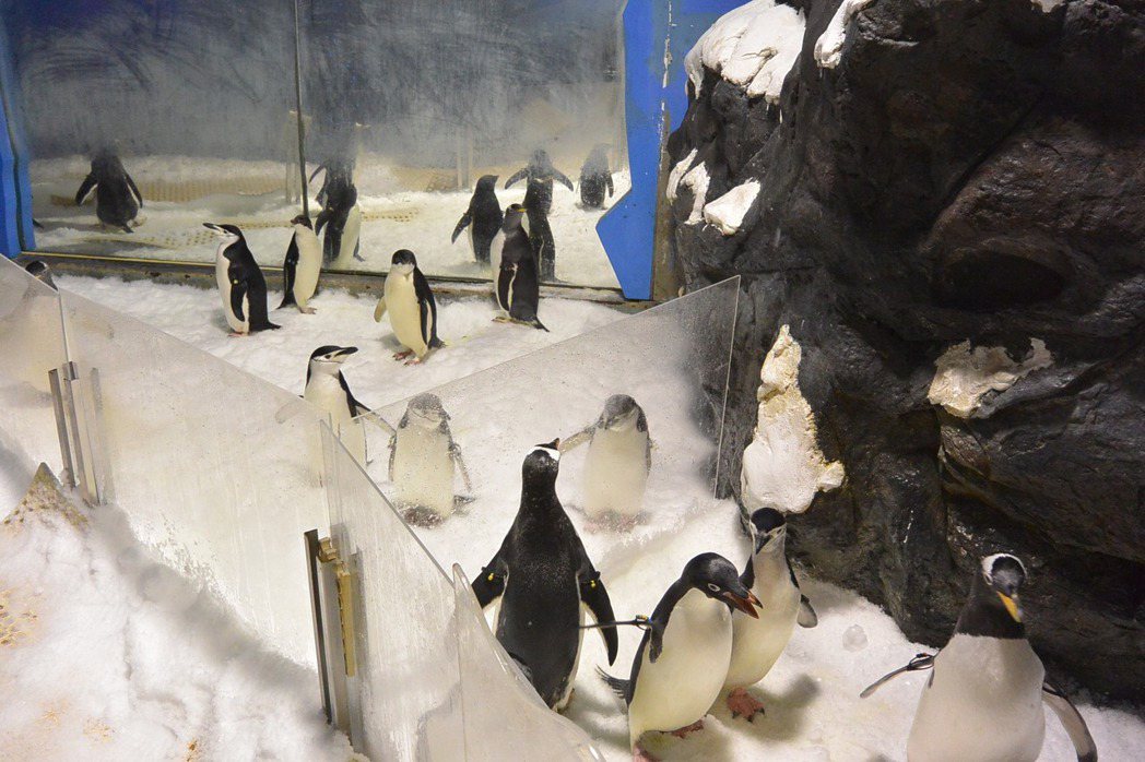 屏東海生館的企鵝們。圖擷自屏東國立海洋生物博物館