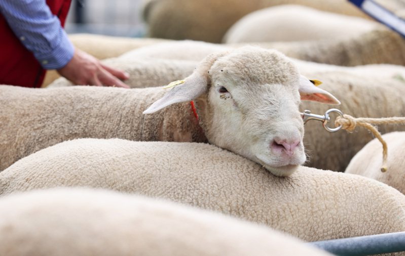 英国东南部肯特郡伍德彻奇今年9月发生一桩离奇窃案，一帮窃贼「仅骑四轮机车」就偷走约116头母绵羊，外界猜测被偷走的绵羊恐怕已经屠宰出售。图为羊群示意图。新华社(photo:UDN)