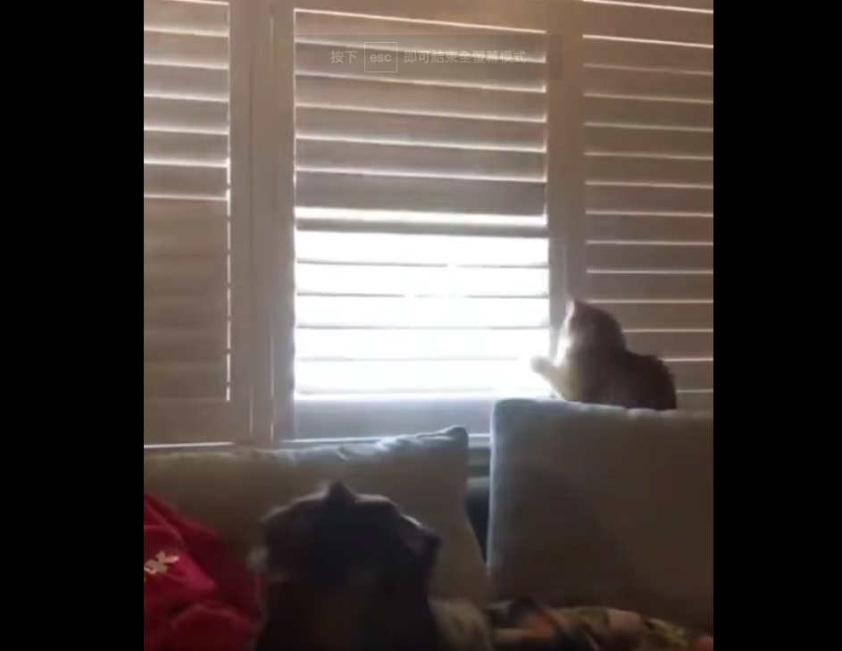 臉書社團一名網友分享人貓為了要開窗還是關窗「大戰數回合」的影片。圖/CAT ISLAND