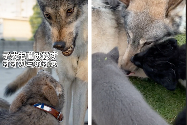 日本一段狼犬秒變溫柔阿公的影片吸引不少網友觀看。圖/@rosewolfjp