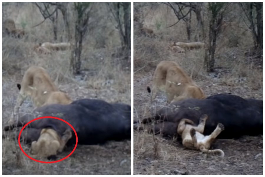 一隻小獅子將頭塞入水牛的肛門裡，結果竟然害自己卡住。圖取自YouTube