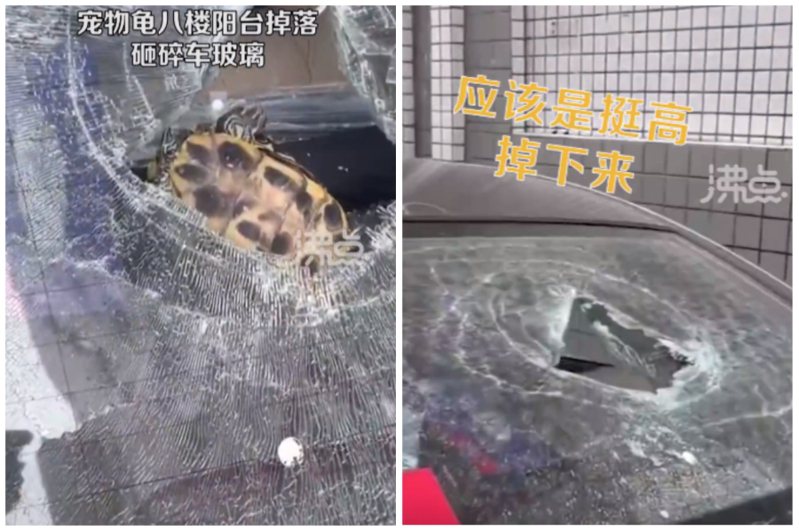 一隻寵物龜逃脫，從8樓陽台一躍而下，砸碎樓下車輛的玻璃。圖取自微博