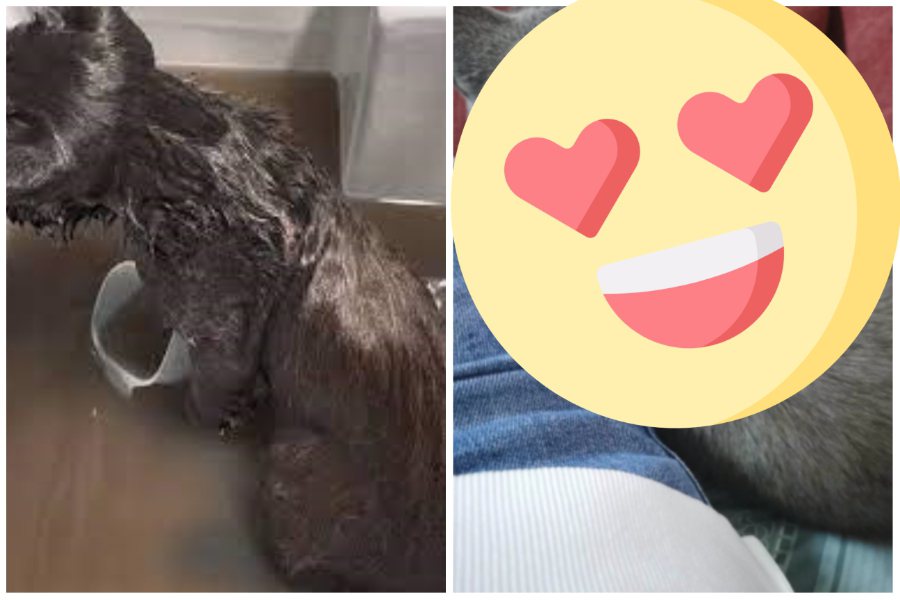 一隻黑貓被送到貓舍洗澡，洗了N遍後竟然蛻變成一隻漂亮的藍色英國短毛貓。圖取自微博