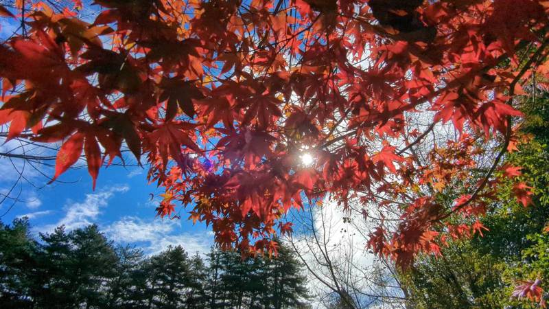 福壽山農場連假出現賞楓人潮，楓葉逐漸轉紅。圖／福壽山農場提供