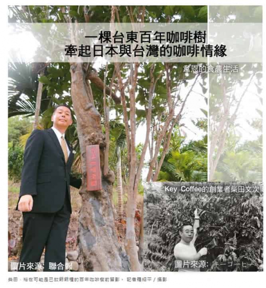 一棵台東百年咖啡樹牽起日本與台灣的咖啡情緣。<br />圖／取自韋恩的食農生活