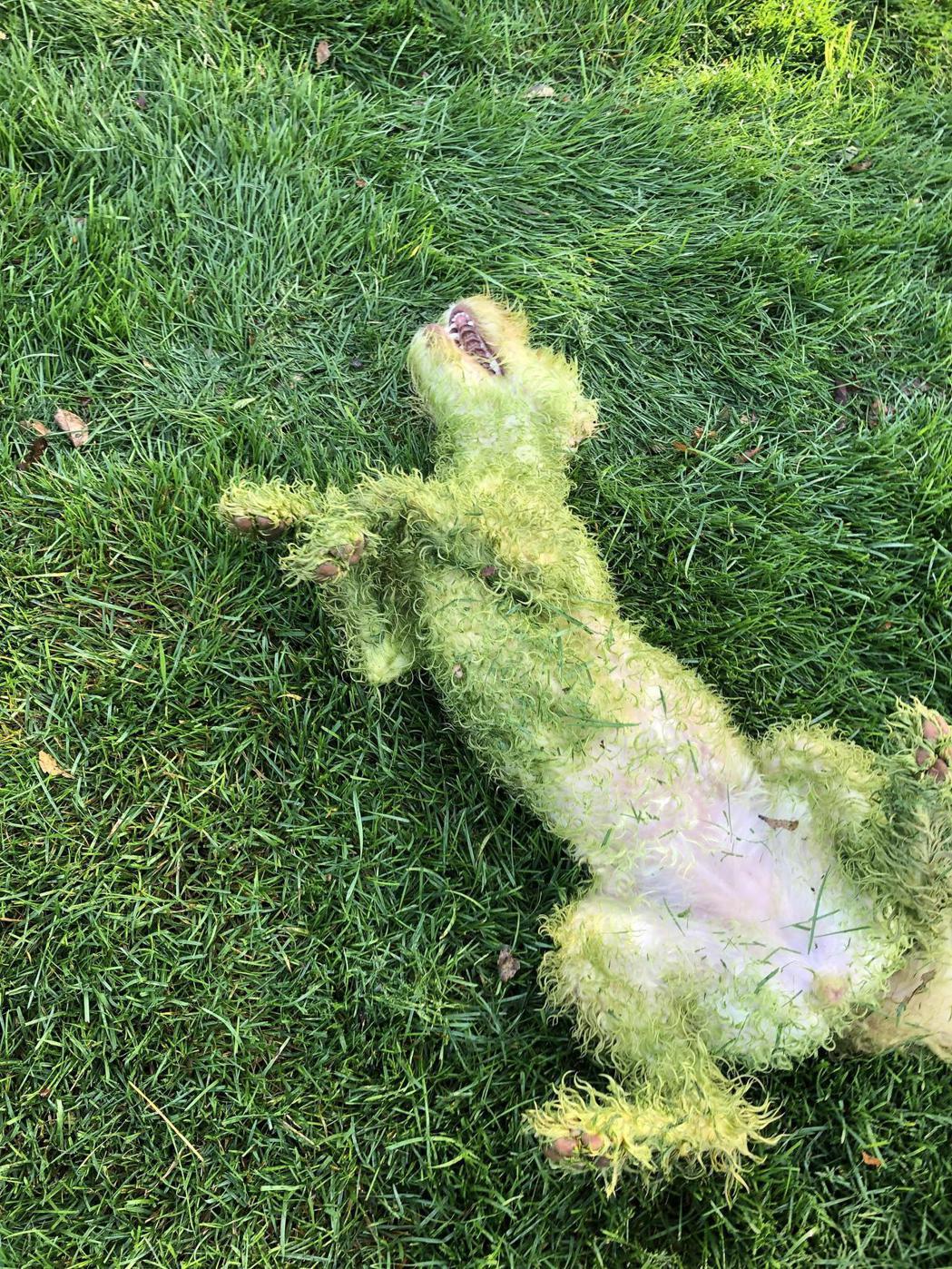 一隻全身上下都被染成綠色的狗倒在草地上一動也不動，只剩下腹部少許白毛，讓不少網友猜測這到底是怎回事。 (圖/取自Reddit)