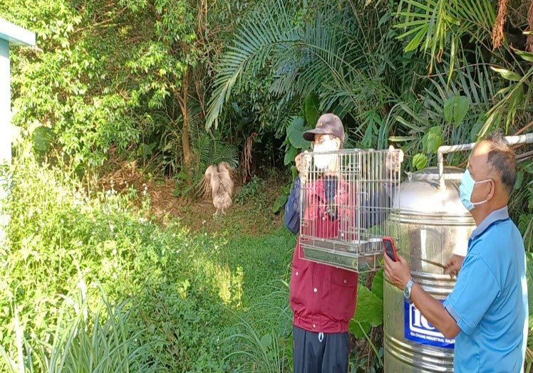 領角鴞幼鳥經餵養兩個半月換羽成功，被帶往拾獲地點野放，回歸大自然。圖／新北市動保處提供