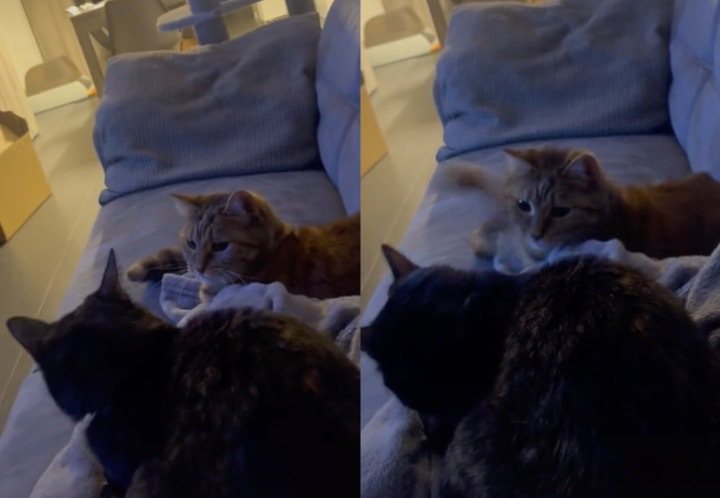 國外一名飼主在家發起了「貓咪戰爭」。（圖／翻攝自Tik Tok @bmw_f22_tuning）