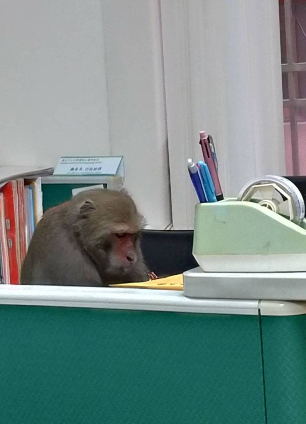 過去有網友拍到台灣獼猴入侵中山大學辦公室，獼猴淡定坐在辦公桌前的模樣就像極了上班...