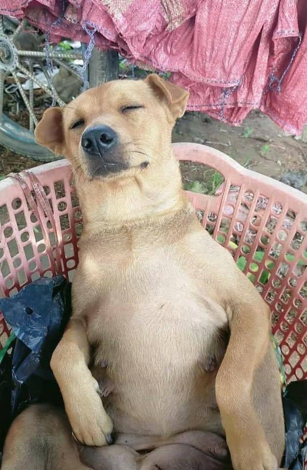 狗狗當保全當到直接翻肚在塑膠椅上睡死，安詳的睡臉相當爆笑。 (圖/取自臉書「爆廢...