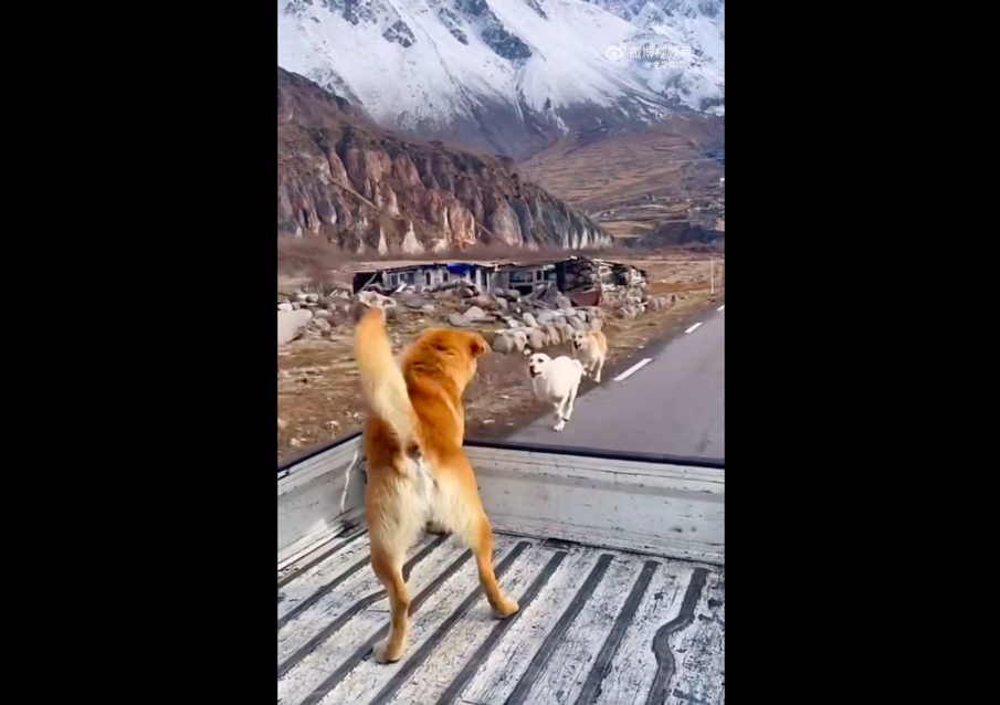 影片中兩隻狗狗在群山環繞的背景中狂奔在一輛卡車後方。圖/翻攝自微博