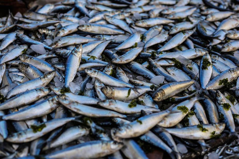 國際水產養殖委員會推「人道屠宰」標章。（圖／Pexels）