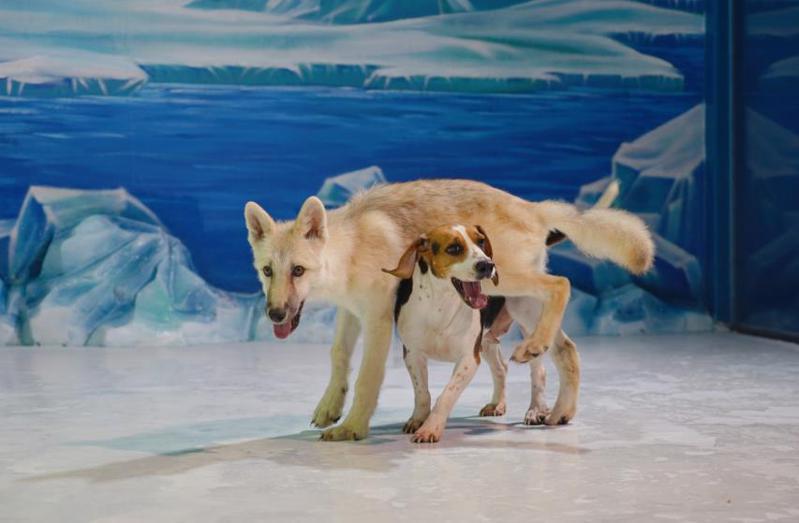 大陸哈爾濱極地公園日前公開了「世界第一隻複製北極狼」，成果相當令人驚豔，但令人更驚訝的是生下這隻複製狼的代理孕母竟是一隻米格魯。 (圖/取自微博)