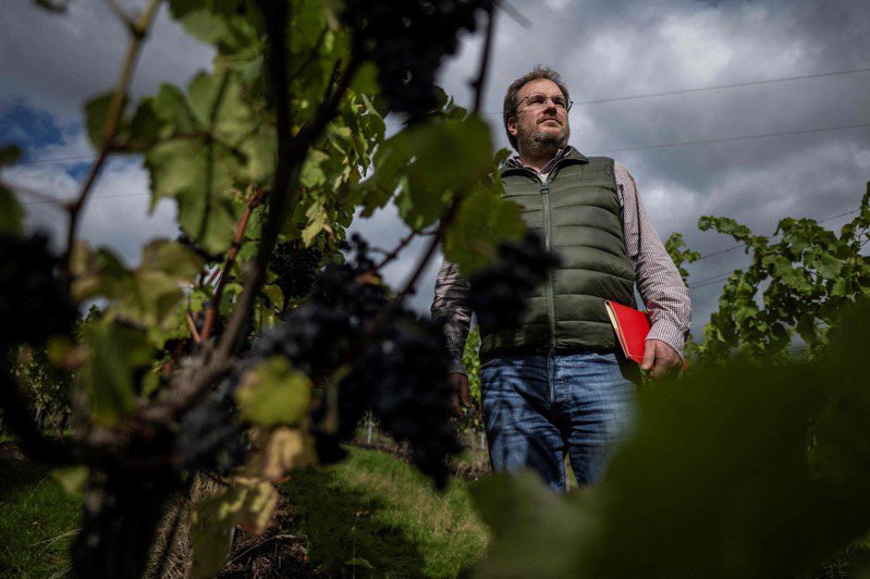 拜氣候變遷所賜，英國部分地區的氣候愈來愈有利於一些葡萄品種生長，這對釀酒業來說或許是個好消息，但也有專家警告，品種適應性發生變化，可能帶來難題。法新社
