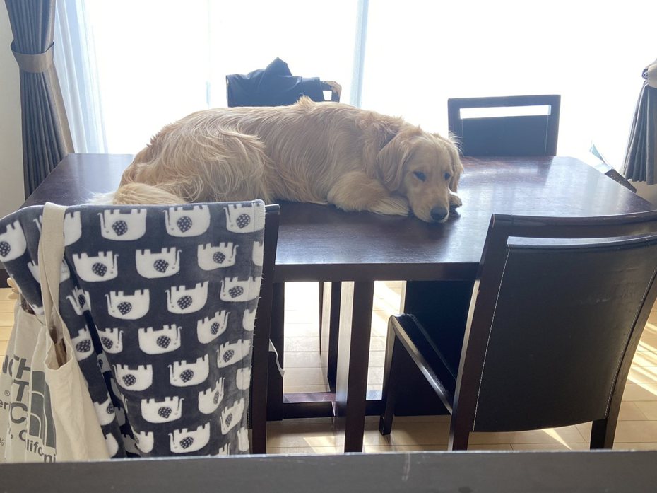 黃金獵犬「Maru」學貓咪室友趴桌休息。（圖／翻攝自推特@maru20316）