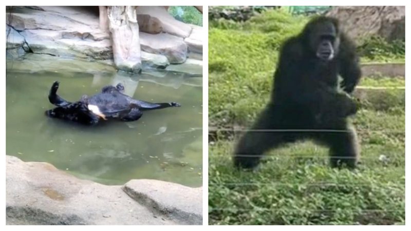 一名網友到動物園遊玩，發現這間動物園裡面的動物幾乎都成精了，黑猩猩會對遊客扔草皮、長臂猿會學遊客跳舞、黑熊會在池內大字躺等等。 (圖/取自影片)