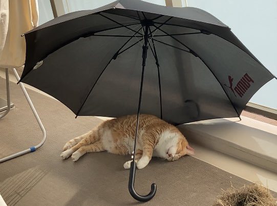 橘白貓似乎把晾在地上的雨傘當成陽傘使用。圖擷自@kotapom76