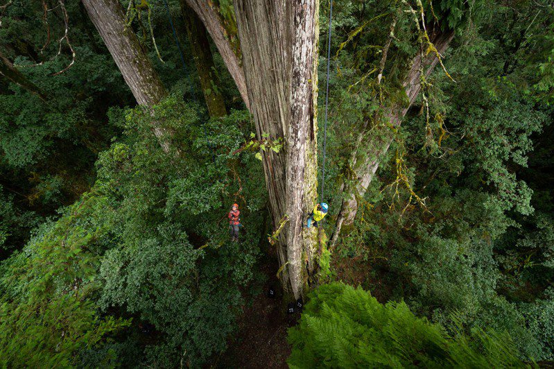 農委會林業試驗所與成功大學團隊，利用空載光達技術搜尋全台灣樹高65m以上的巨木，經過4次的實地勘察，找到位於雪霸公園山谷的台灣杉巨木「桃山神木」，樹高79.1公尺，是目前實體測量台灣最高的樹，也是東亞最高的樹。圖／林試所提供