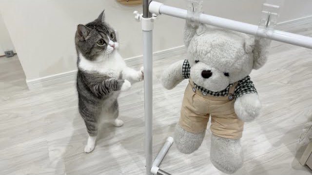 日本一隻蘇格蘭貓面對娃娃被吊起來晾乾的反應萌翻不少網友。圖/@catmotimaru