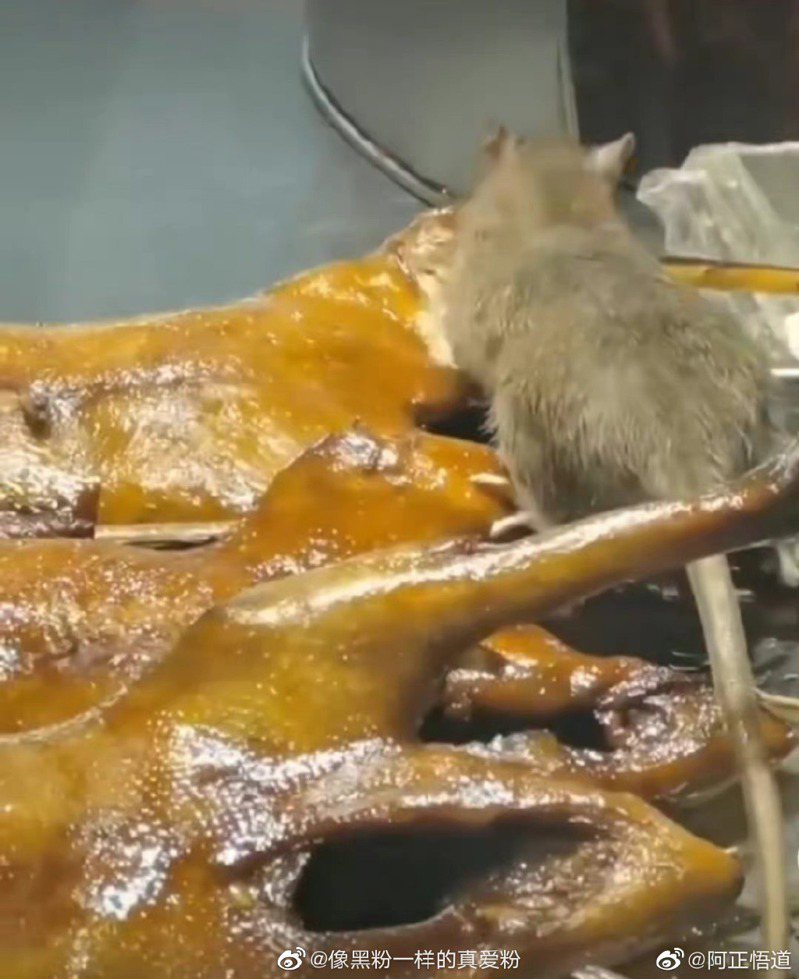 微博上一隻老鼠明目張膽大啖烤鴨的畫面讓網友直呼看了想吐。圖/翻攝自微博