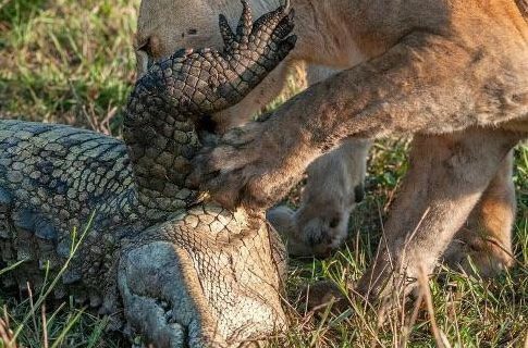 一隻母獅則嘗試想把仰躺的鱷魚翻面，想從柔軟的肚子下手。圖取自reddit