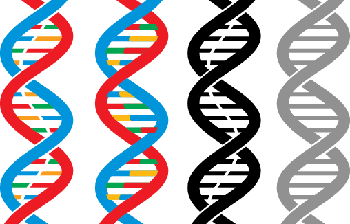 DNA示意圖<br />圖／ingimage