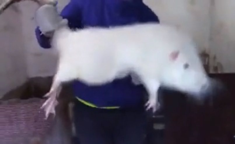 有人捕捉到體型超誇張的白老鼠，甚至比一隻貓還大。圖取自reddit
