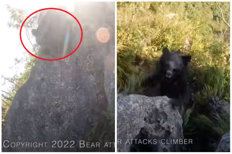 一名登山客在攀岩時遭到黑熊攻擊，竟然靠大叫和拳腳就成功嚇退黑熊。圖取自YouTube