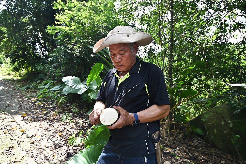 大武壠族的坤哥是植物達人，他正在示範如何將姑婆芋的根搗爛，敷在被虎頭蜂螫到的部位...