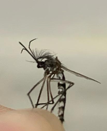 有專業網友出來神解，指出這其實是公蚊子觸角上面的環毛，雄蚊觸角型態跟雌蚊差異很大...