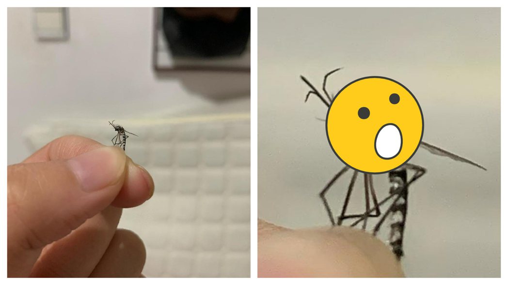 一名網友抓到一隻神奇的蚊子，頭上竟然長了茂密的黑髮，讓他直呼「沒想到蚊子居然還有毛髮」。 (圖/取自微博)