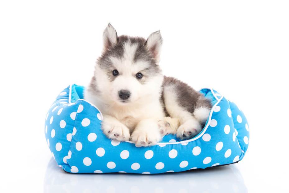 現代很多飼主都會幫寵物買專屬床墊。 圖／ingimage