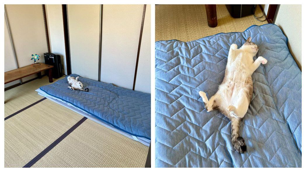 宜得利寵物涼床跟涼感睡墊成為夏天深受貓咪歡迎的消暑聖品。 圖/取自推特