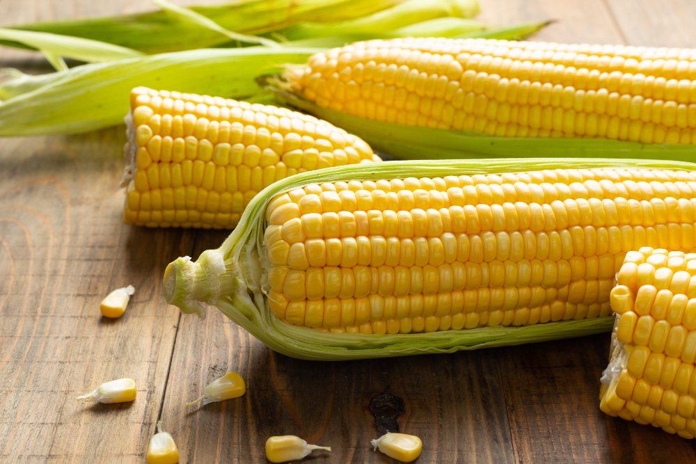 糖尿病人不能多吃玉米，若吃了玉米，飯、麵等主食就要減量。 圖／freepik