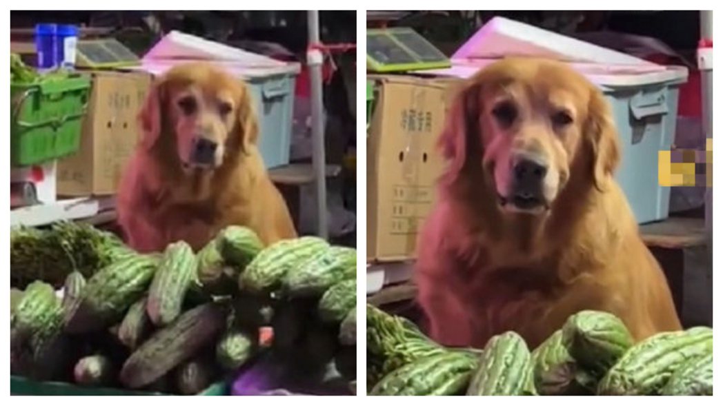 一隻黃金獵犬幫自家主人在菜市場顧攤，黃金獵犬可能是顧攤顧太累了一臉生無可戀，但看到有顧客上門挑菜卻又立刻露出職業假笑。 (圖/取自影片)