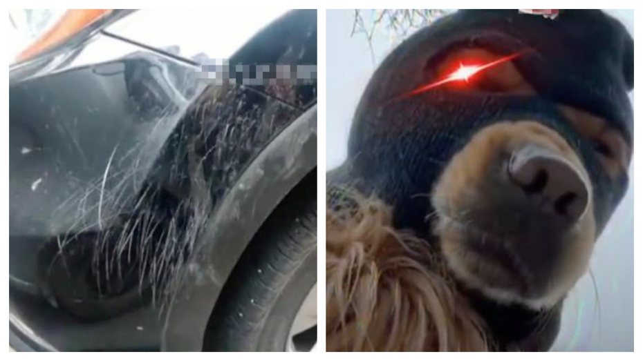 一名男子某天發現自己停路邊停車格的愛車烤漆被刮得亂七八糟，氣炸報警處理，男子還特地在車子附近裝了監視錄影器想抓人，結果調閱監視器畫面發現兇手竟是一隻狗。 (圖/取自影片)
