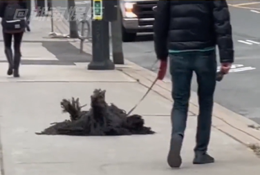 有網友在街上看到一名男子竟然在遛一把「黑色自動拖把布」還會360度轉圈，奇異的模樣讓不少人看呆，但其實這個會自動轉圈的黑色拖把布其實是一隻狗。 （圖／取自影片）