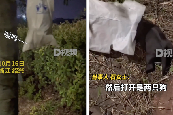 中國浙江傳出小狗被裝在塑膠袋丟棄的事件。圖/翻攝自微博。
