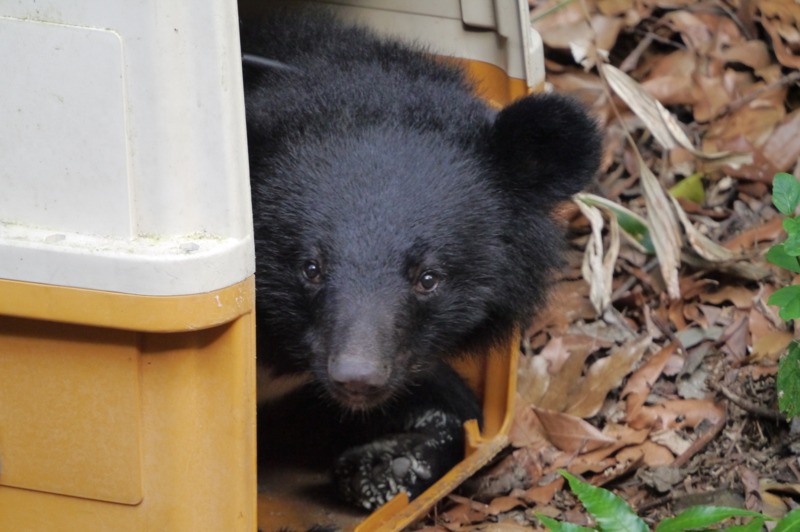 2018年南安小熊與黑熊媽媽走失，帶起國人對台灣黑熊保育的關注。圖／林務局提供