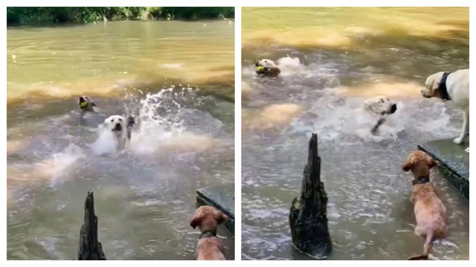 一名警犬訓練師日前帶著一批警犬到湖邊遊玩，但其中一隻拉布拉多警犬竟然不會游泳，跳到水裡後非常驚恐，前爪抬高高不斷拍打水面，畫面相當滑稽。 (圖/取自影片)