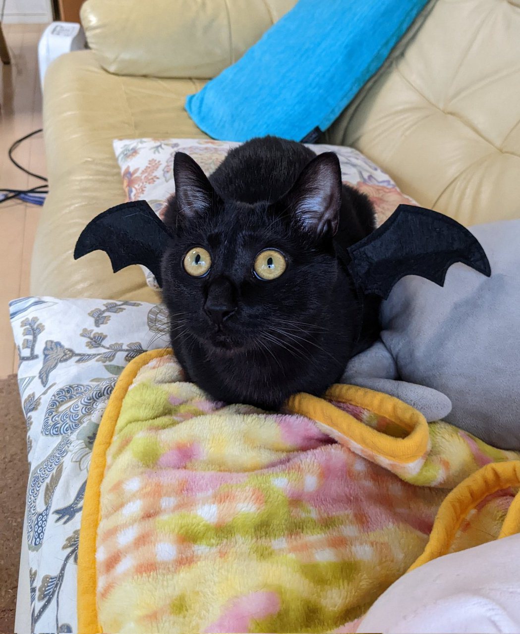 主人買了蝙蝠翅膀給家裡的黑貓，模樣瞬間成了「惡魔貓男」。圖擷自@simojimakei