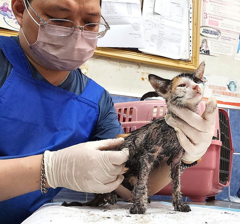 救援小組志工最後想到使用卸妝油，讓油和粘膠混合乳化後，幫貓咪的毛髮脫膠。圖／台灣動物緊急救援小組提供