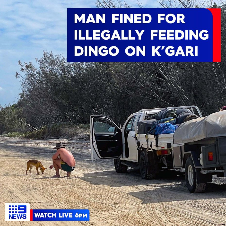 一名男子前往澳洲昆士蘭州弗雷澤島旅遊，看到路邊有一隻野狗很可憐，就拿出餅乾餵食這隻狗，沒想到這樣得舉動卻讓他荷包大失血慘被罰7萬多元，原因是因為這隻狗根本不是一般的流浪狗。
 (圖/取自「9 News Queensland」臉書粉專)