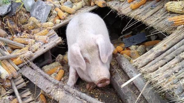 飼主找到在強震中倖存的豬。圖擷自紅星新聞