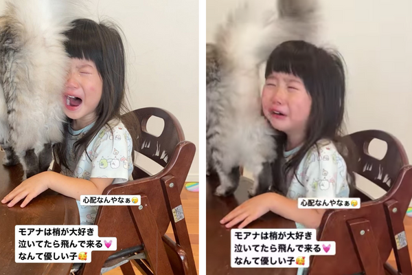 日本一名飼主分享自家貓咪安慰女兒的畫面。圖／＠shiiishop