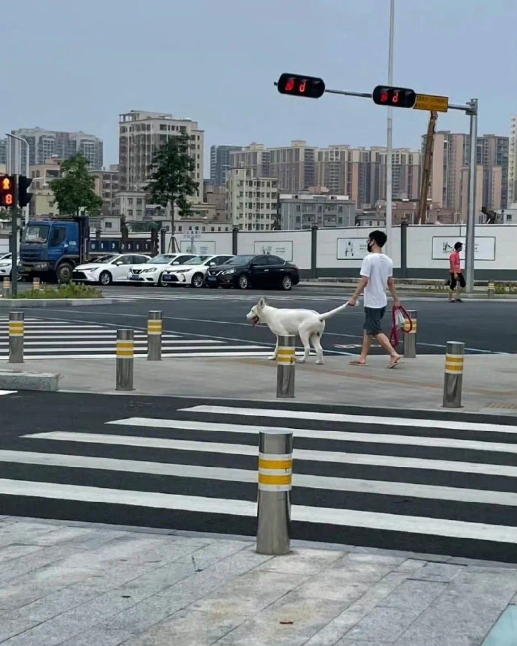 一名飼主牽著狗狗的尾巴過馬路。圖擷自微博