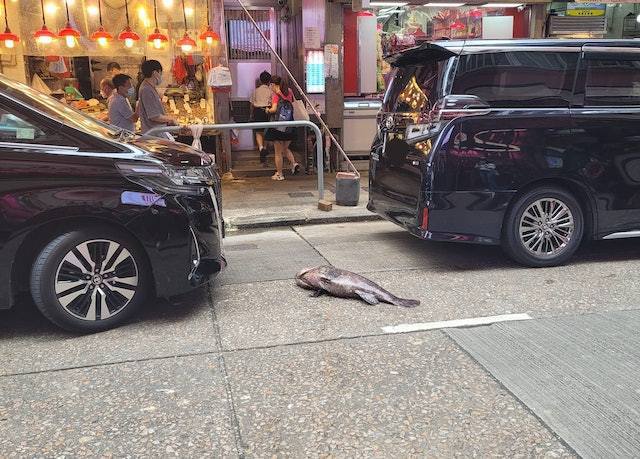 網上流傳一張有趣的照片，只見灣仔街市附近有條逾兩呎長的大魚橫躺在路邊，前後都有車停泊，有人笑言「邊個用條魚嚟霸位」。（FB「香港街市魚類海鮮研究社」圖片）