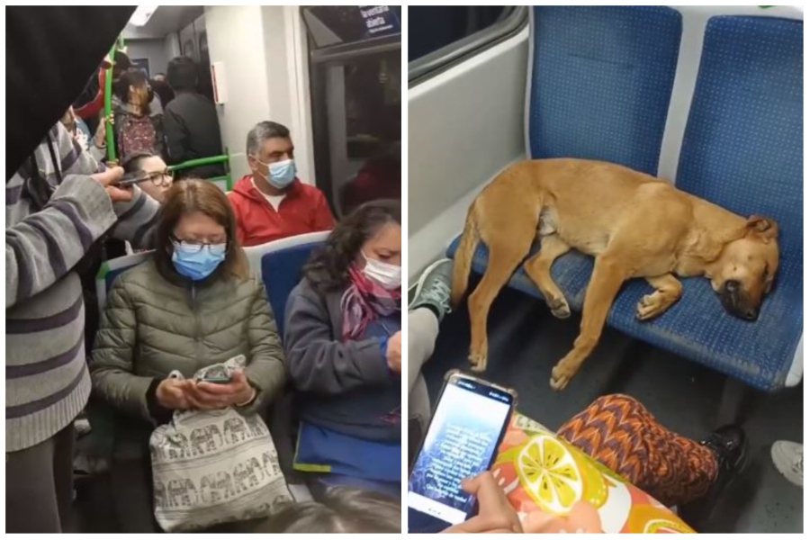 捷運上的乘客看到一隻狗狗在擠滿人的車上佔位睡覺，選擇不去打擾牠。圖取自推特